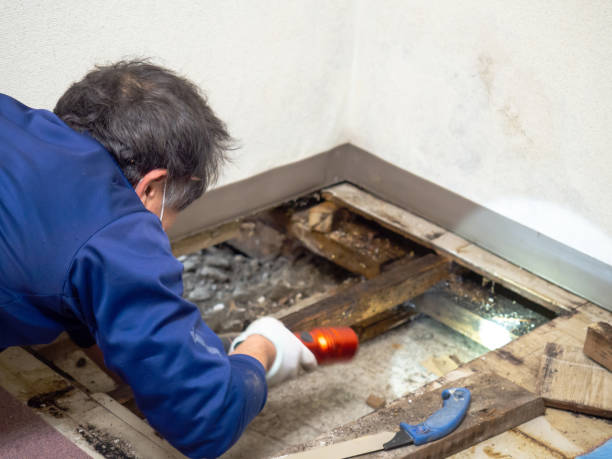 Best Home Mold Removal  in Garrison, TX