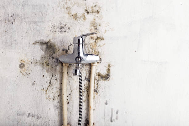 Best Mold Removal Company Near Me  in Garrison, TX