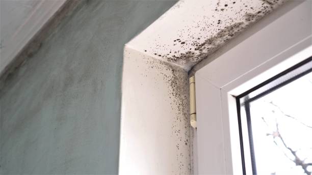 Best Best Mold Removal Companies  in Garrison, TX