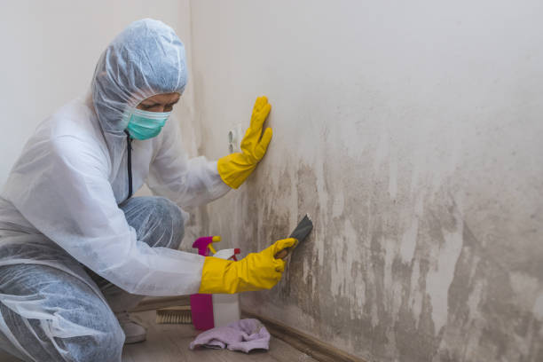 Best Same-Day Mold Removal  in Garrison, TX