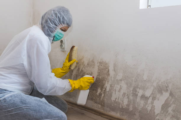 Office Mold Removal Services in Garrison, TX