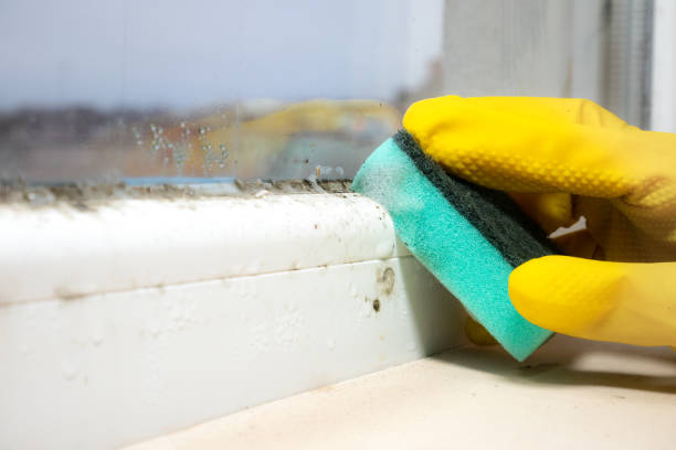 Best Professional Mold Removal  in Garrison, TX
