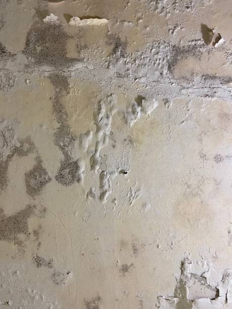 Best Attic Mold Removal  in Garrison, TX
